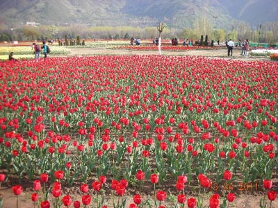 indira gandhi tulip garden 1 400 x 300