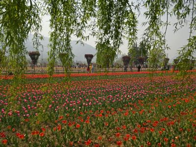 tulip garden 400 x 300